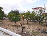 Fruit trees