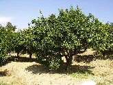 Fruit trees